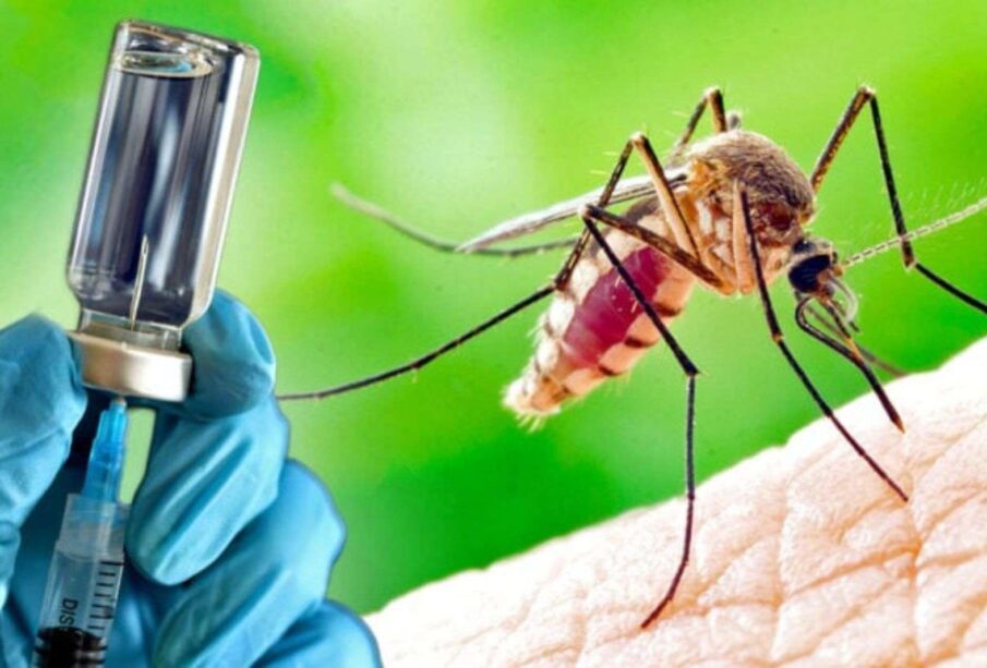 Estudos avaliam vacinação em massa por meio de mosquitos geneticamente modificados 65 VACINACAO MOSQUITOS GENETICAMENTE MODIFICADO