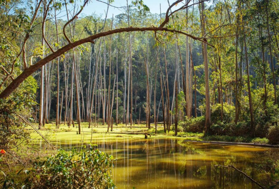 São Paulo concede áreas de proteção florestal à iniciativa privada 65 SAO PAULO