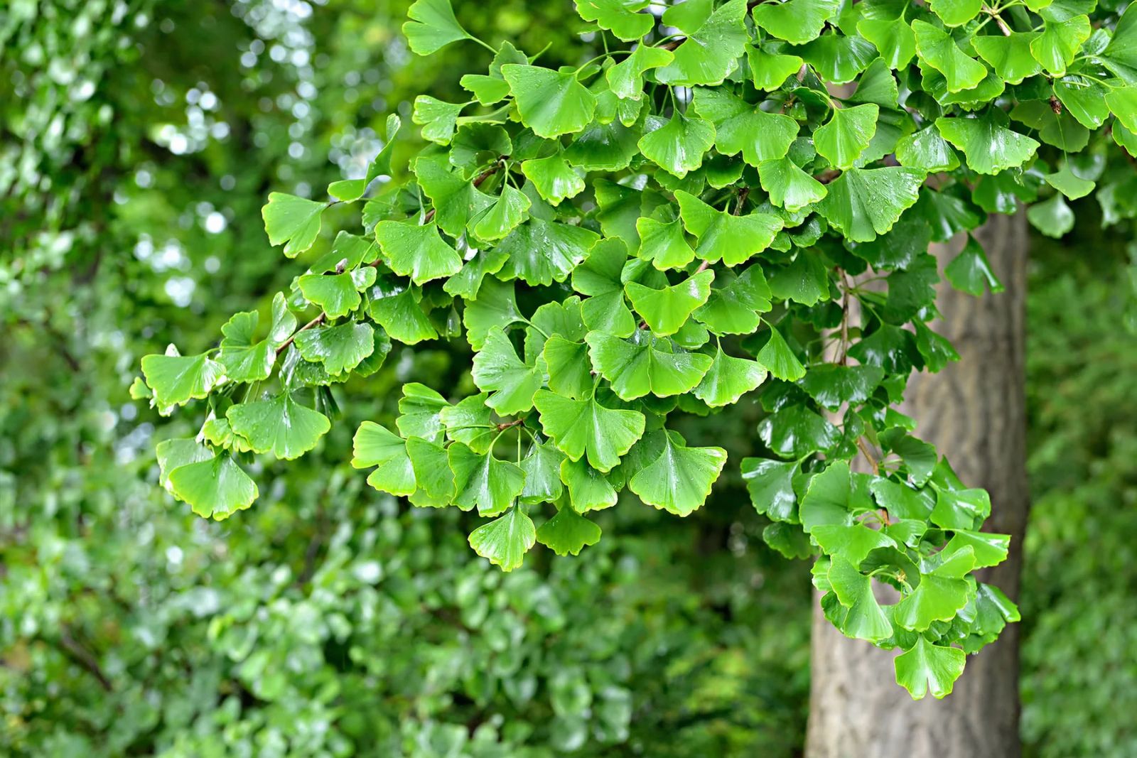 Ginkgo Biloba Ginkgo Biloba