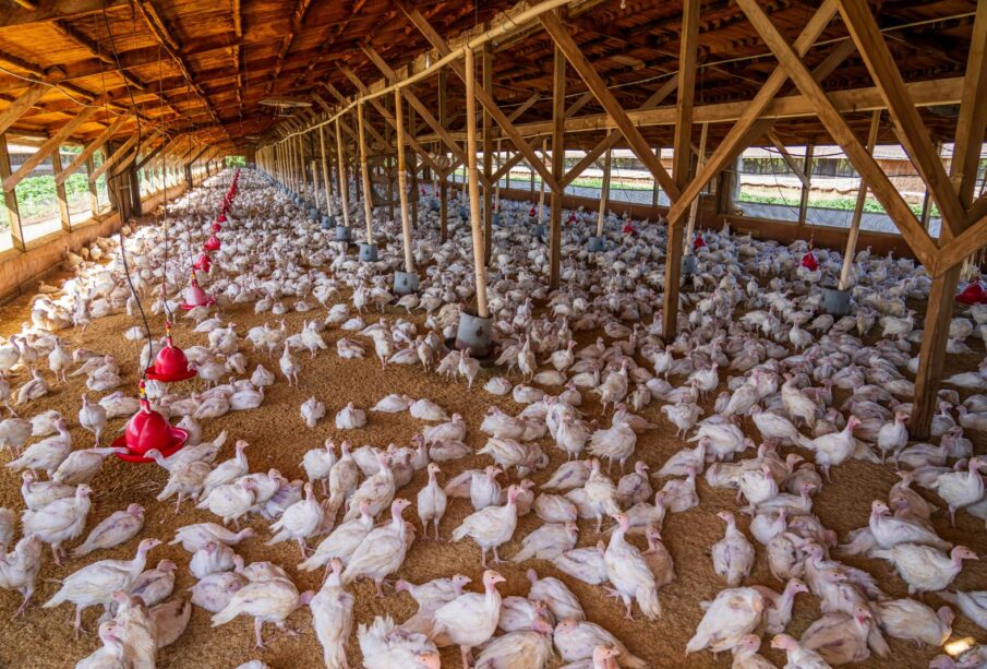 Gripe aviária: 17 mil aves mortas em primeiro caso no RS 65 GRIPE AVIARIA
