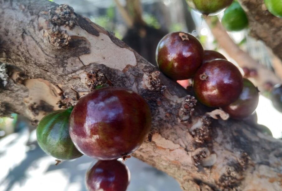 Jabuticaba Diplomática: Brasil regulamentará Lei de Reciprocidade Econômica 65 JABUTICABA