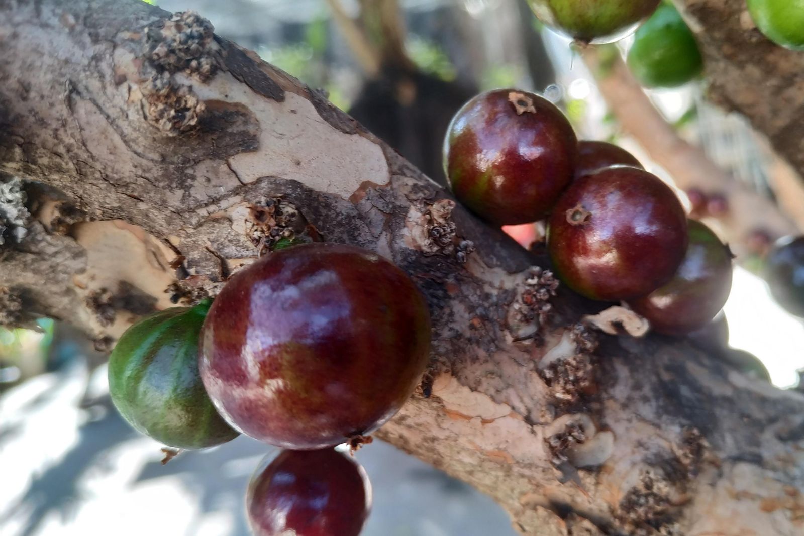 JABUTICABA