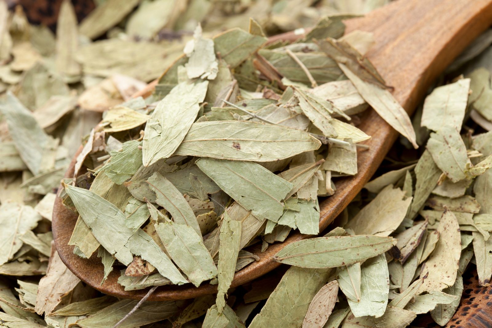 CHÁ DE SENE CHÁ DE SENE